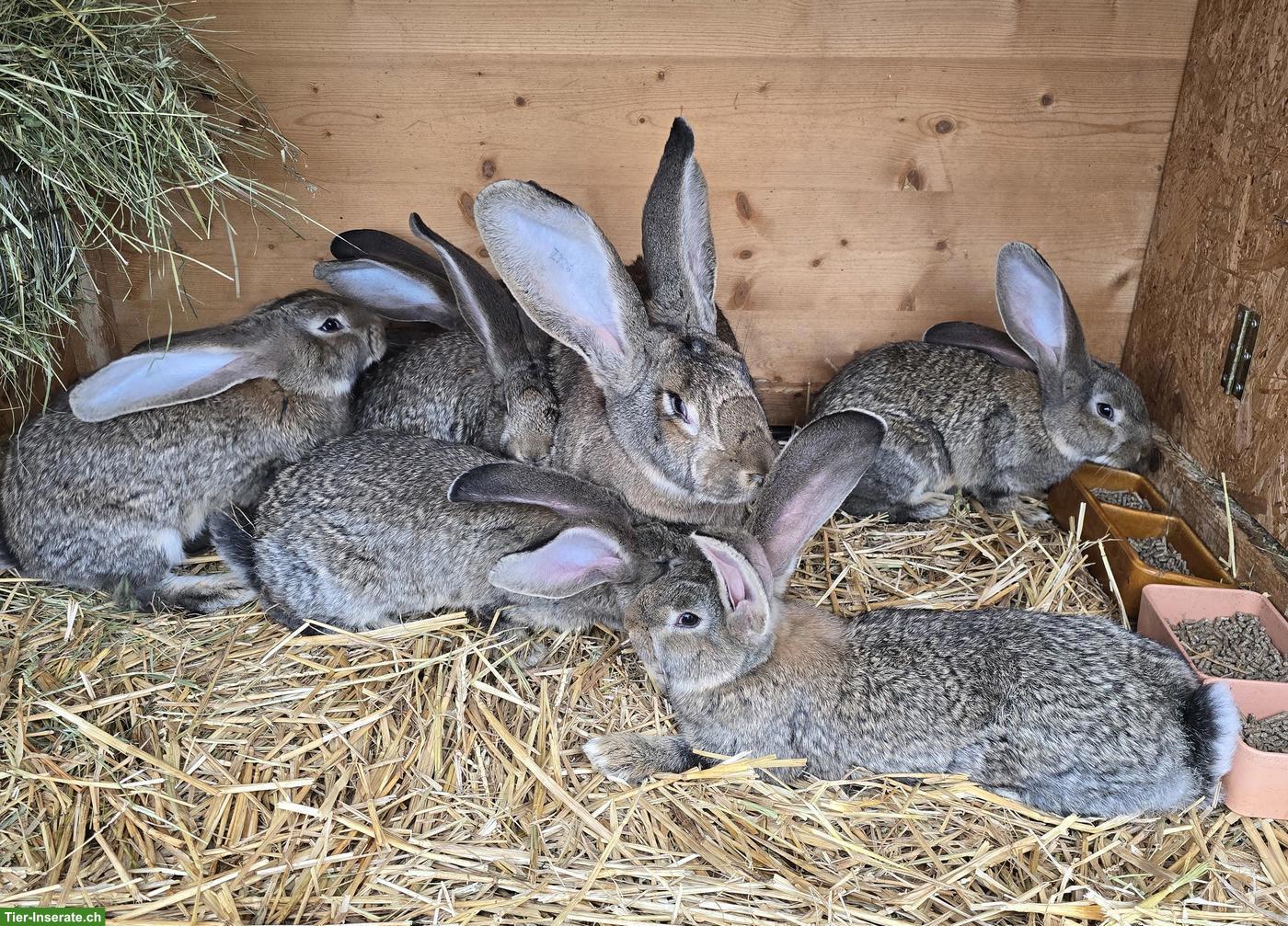 Junge Deutsche Riesen Kaninchen, wildfarben