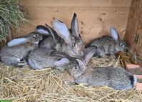 Junge Deutsche Riesen Kaninchen, wildfarben