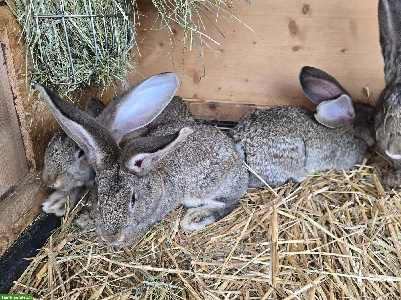 Bild 2: Junge Deutsche Riesen Kaninchen, wildfarben