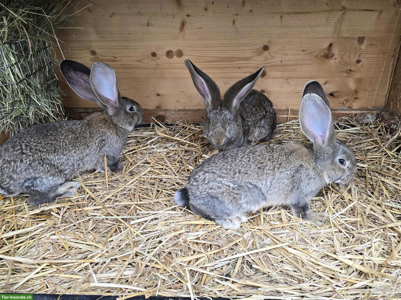 Bild 3: Junge Deutsche Riesen Kaninchen, wildfarben