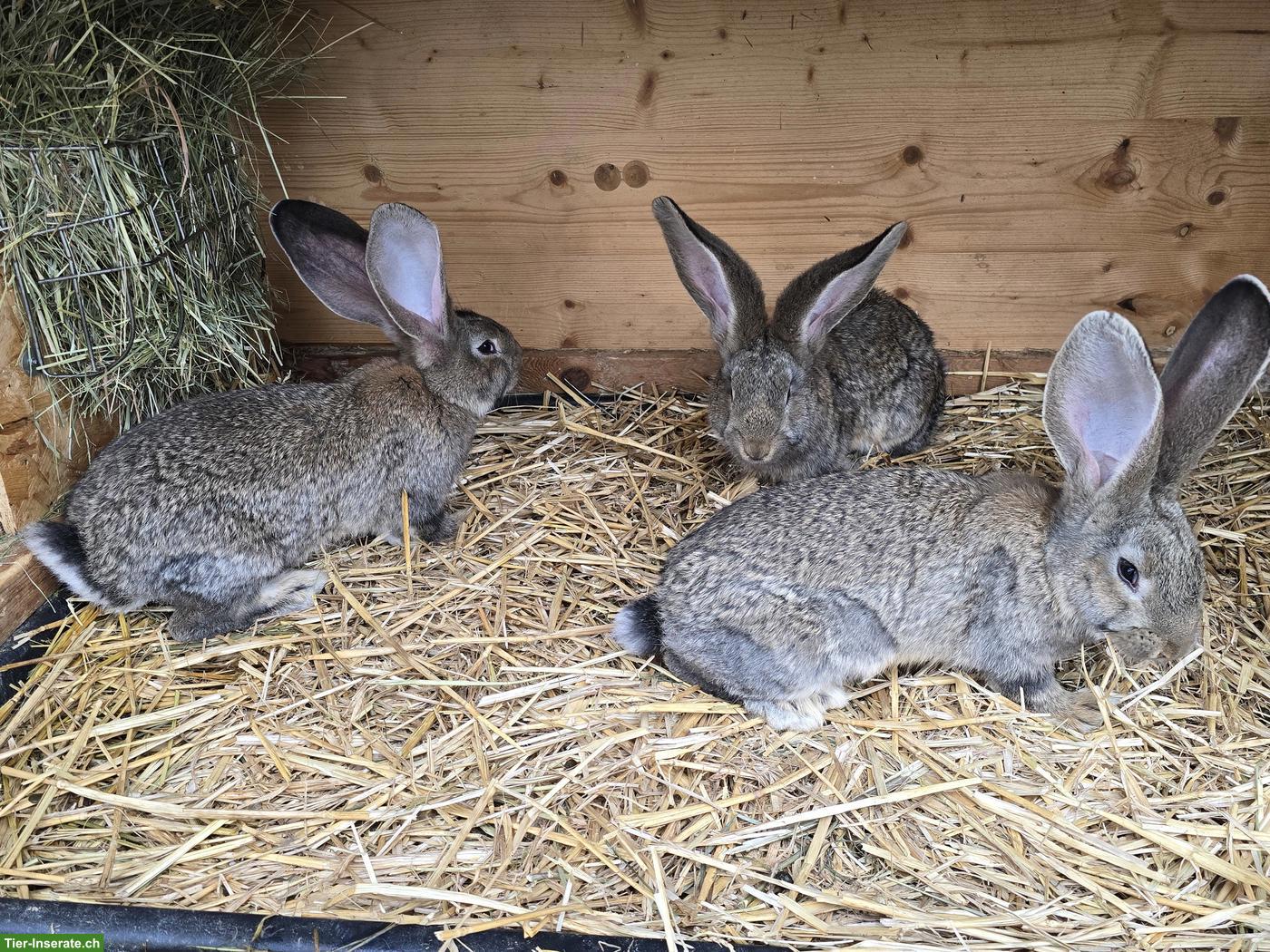 Bild 4: Junge Deutsche Riesen Kaninchen, wildfarben