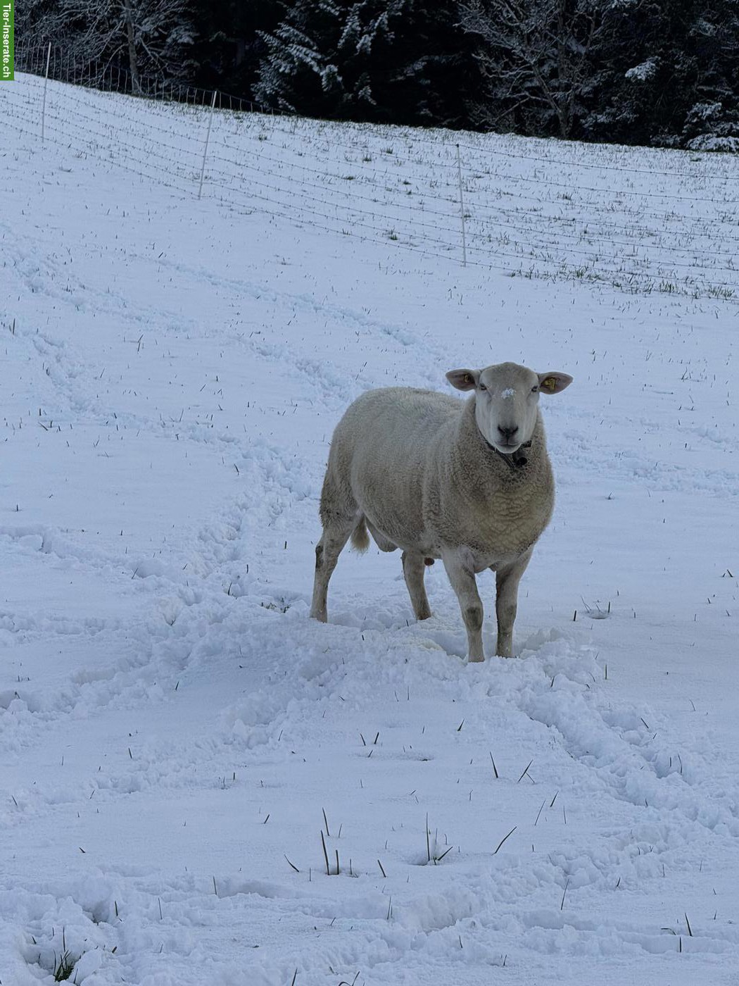 Nolana Schafbock und Lämmer zu verkaufen