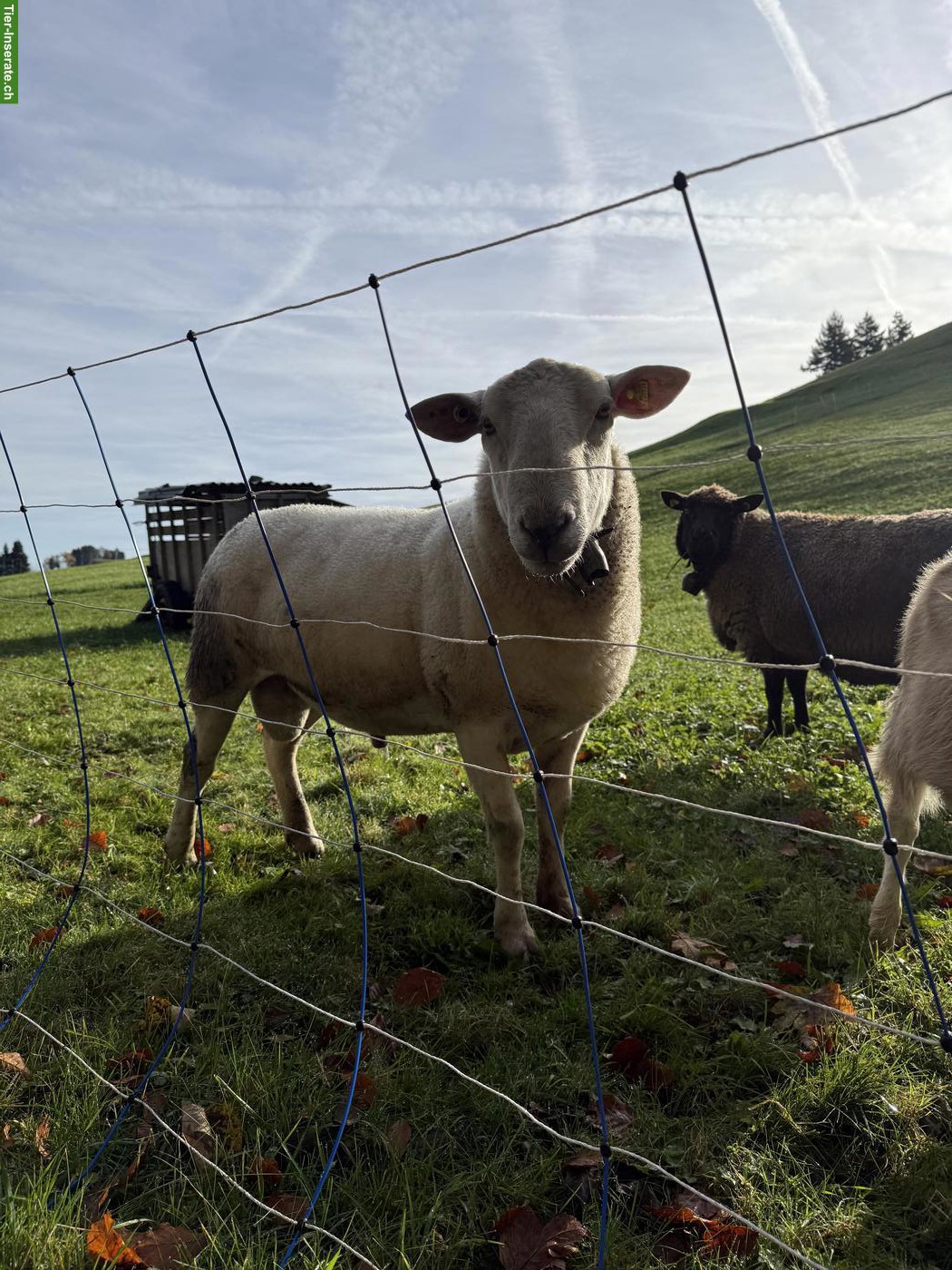 Bild 2: Nolana Schafbock und Lämmer zu verkaufen