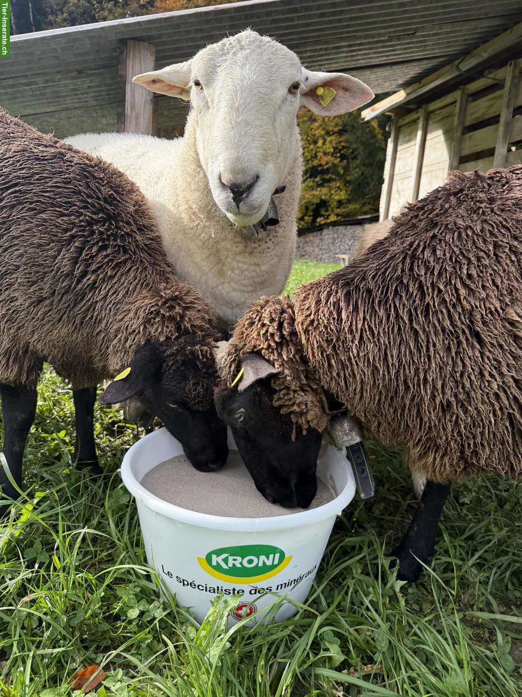 Bild 3: Nolana Schafbock und Lämmer zu verkaufen