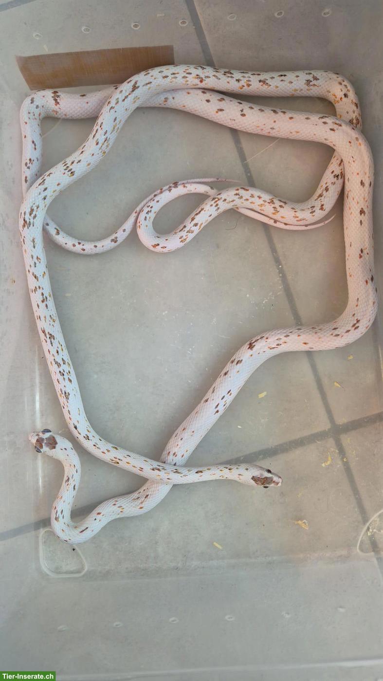 Kornnattern Paar (Palmetto) zu verkaufen