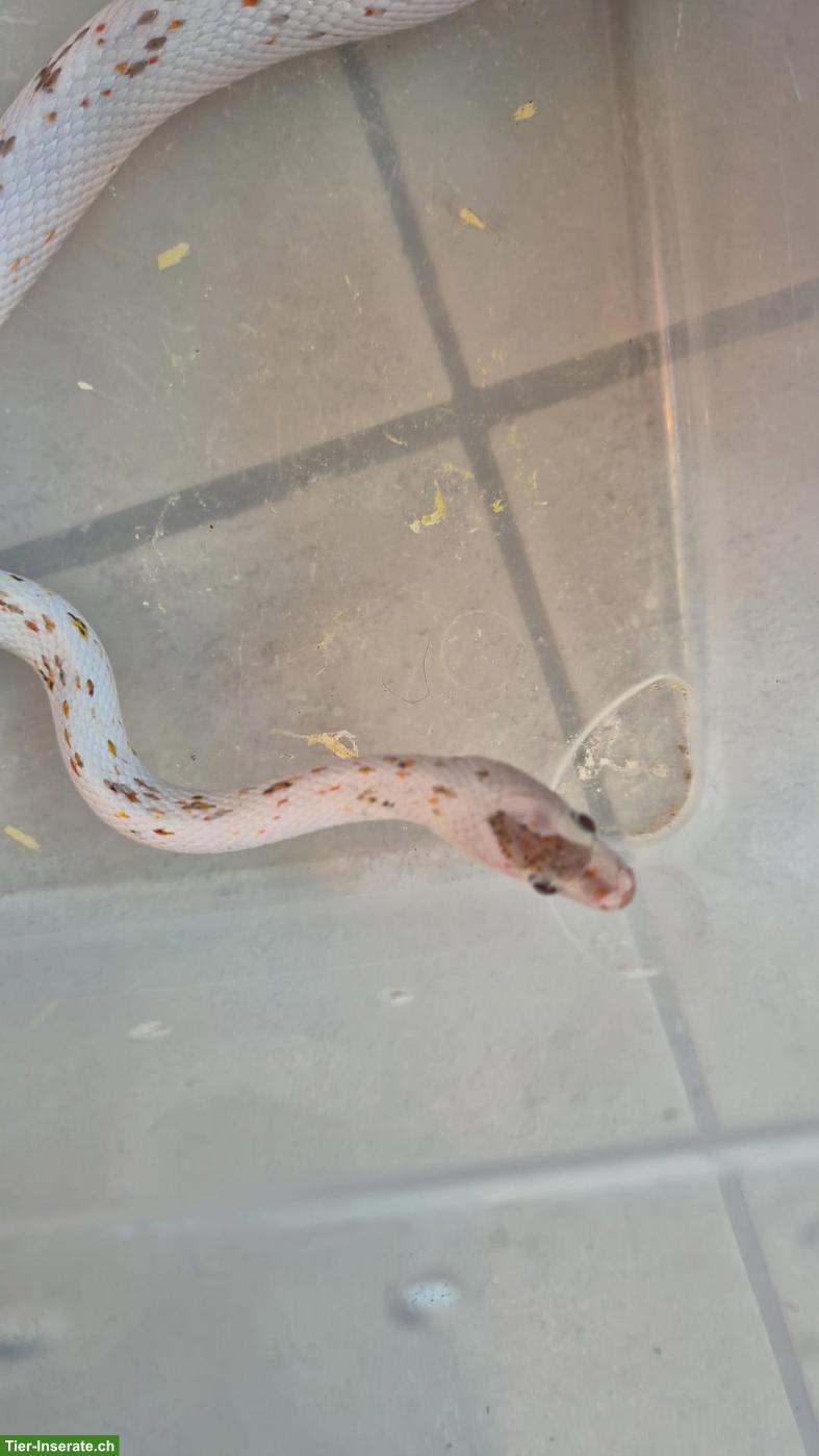 Bild 2: Kornnattern Paar (Palmetto) zu verkaufen