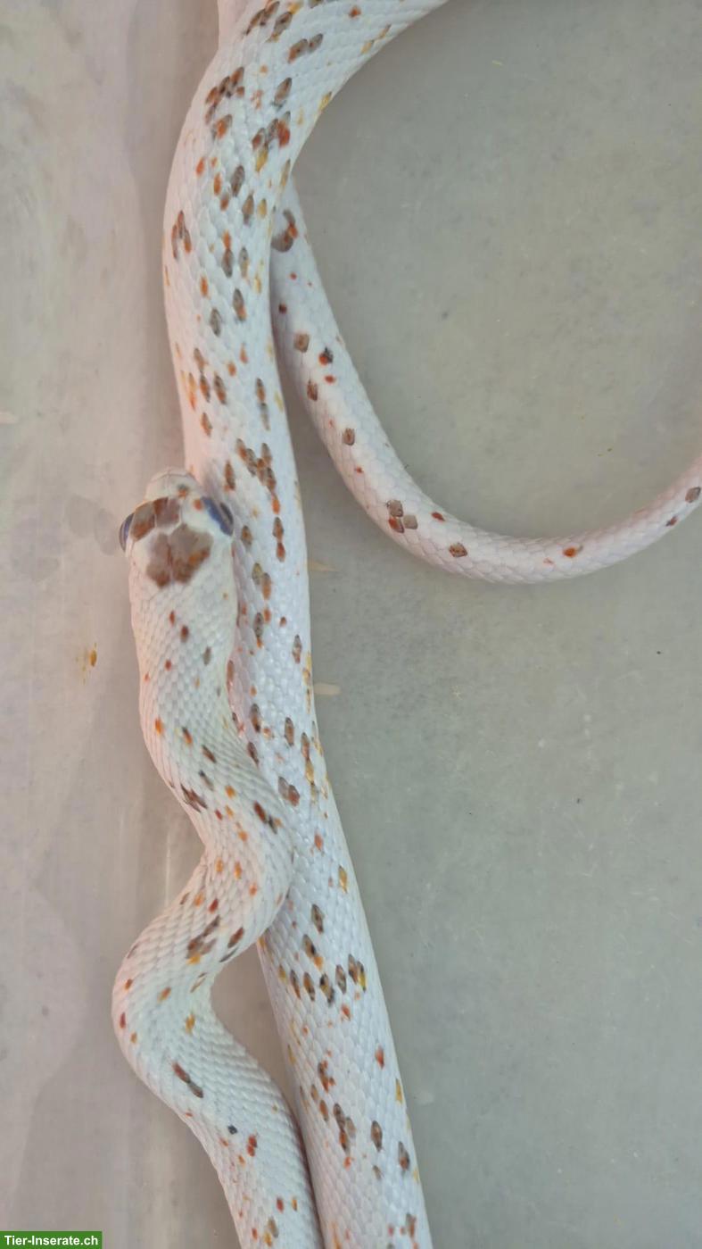 Bild 3: Kornnattern Paar (Palmetto) zu verkaufen