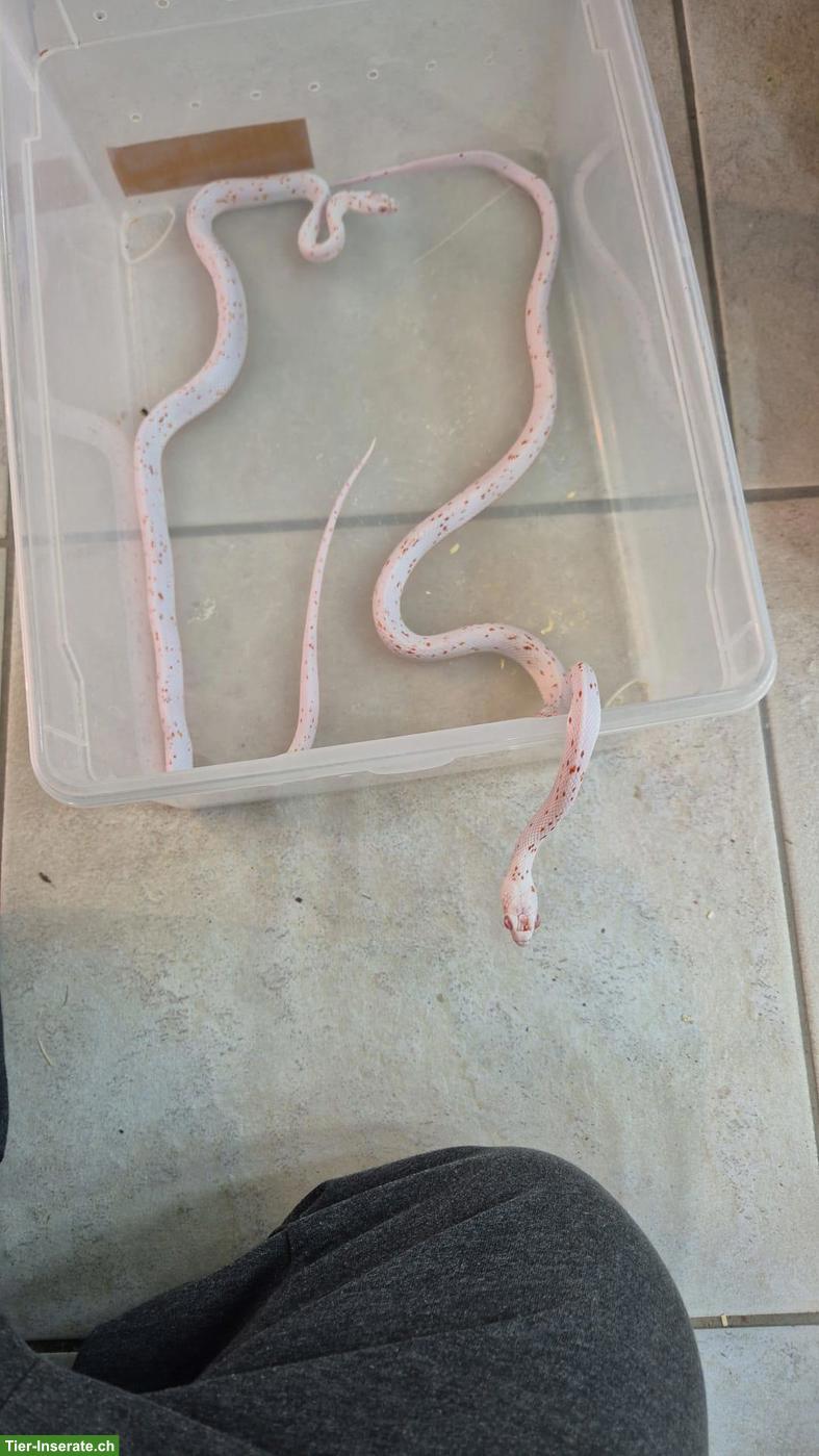 1.1 Kornnattern (Amel) zu verkaufen