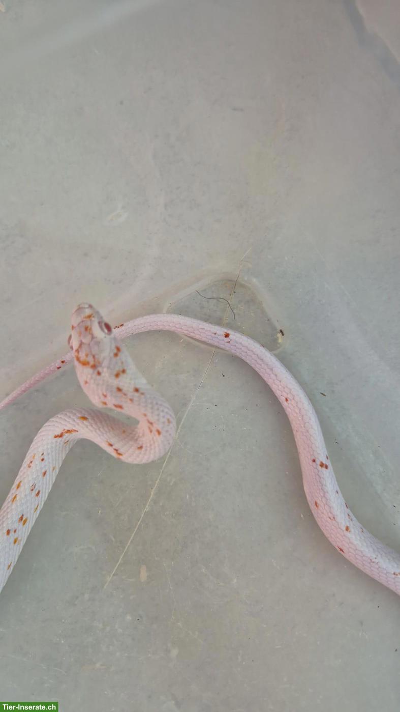 Bild 2: 1.1 Kornnattern (Amel) zu verkaufen