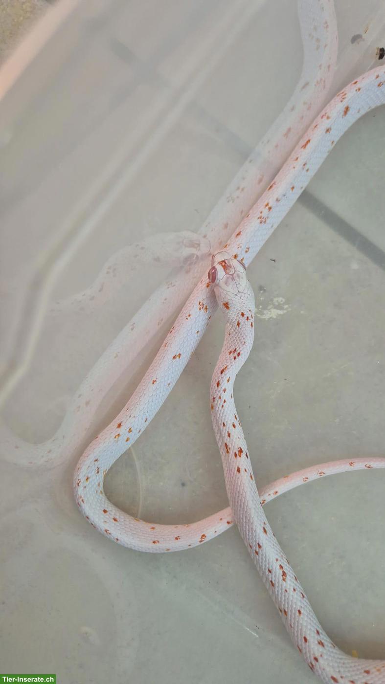 Bild 3: 1.1 Kornnattern (Amel) zu verkaufen