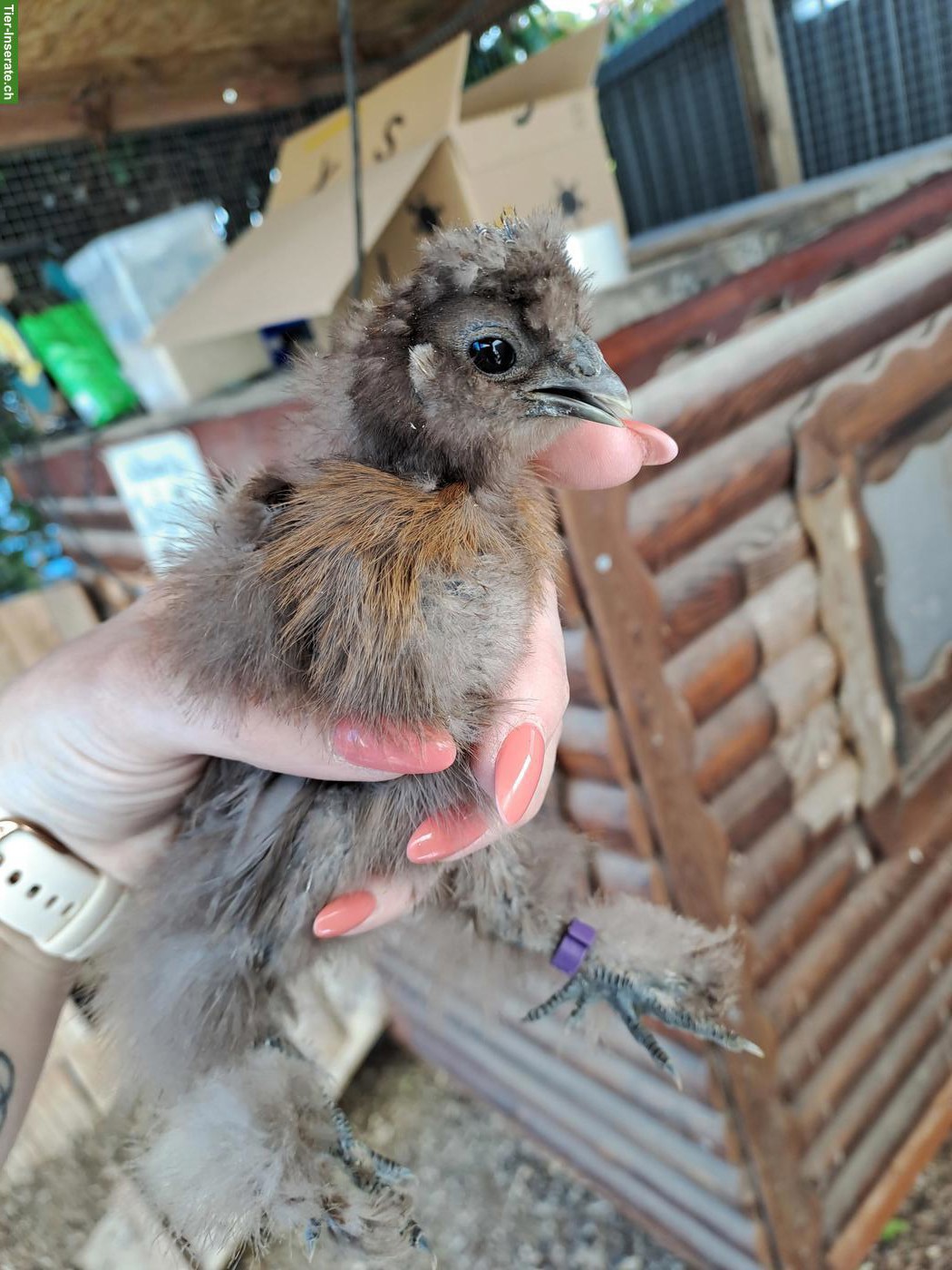 US Silkie Hennen, DNA getestet