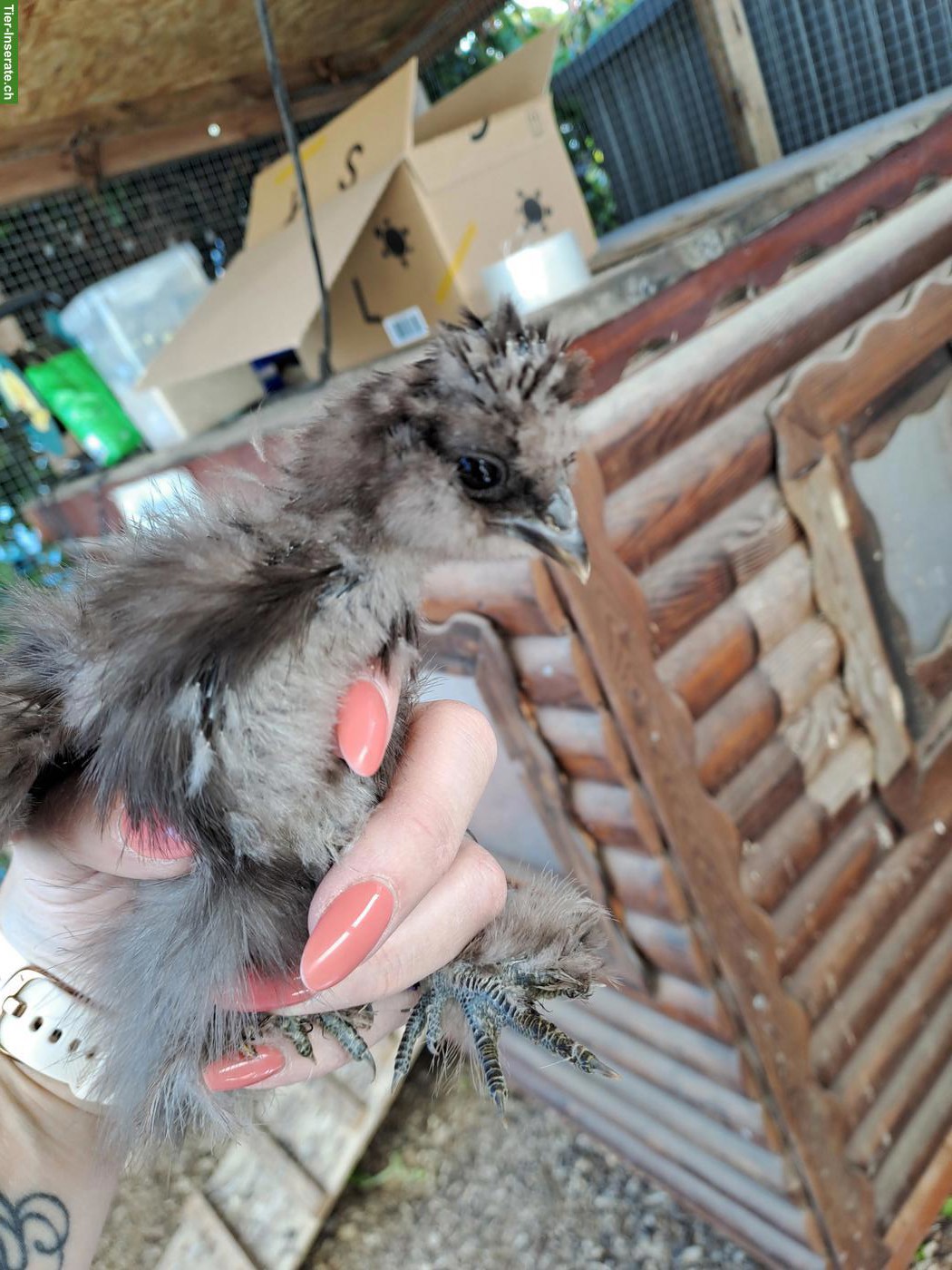 Bild 2: US Silkie Hennen, DNA getestet