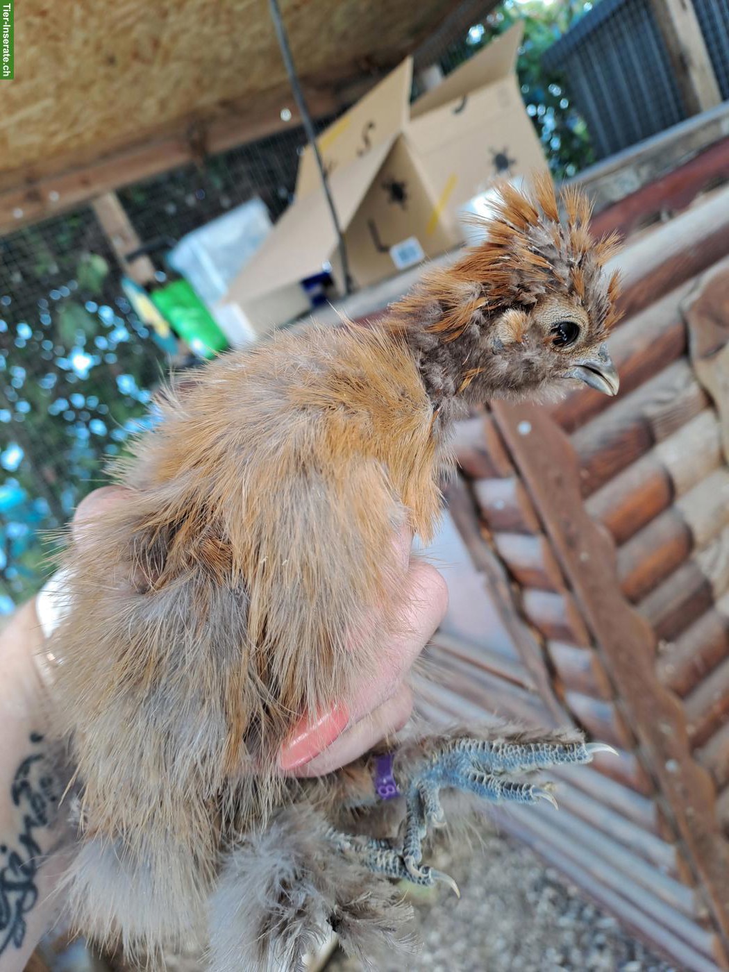 Bild 3: US Silkie Hennen, DNA getestet