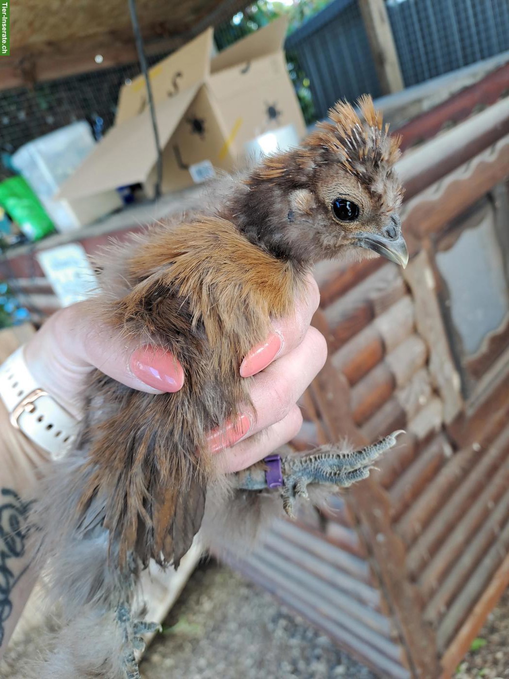 Bild 4: US Silkie Hennen, DNA getestet