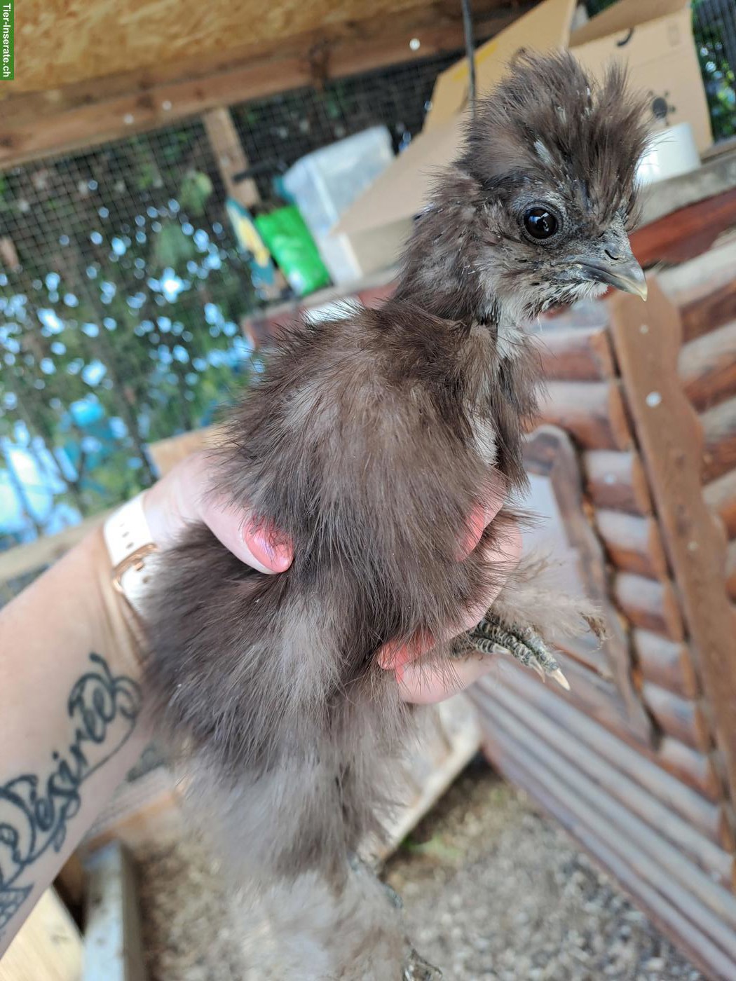 Bild 5: US Silkie Hennen, DNA getestet