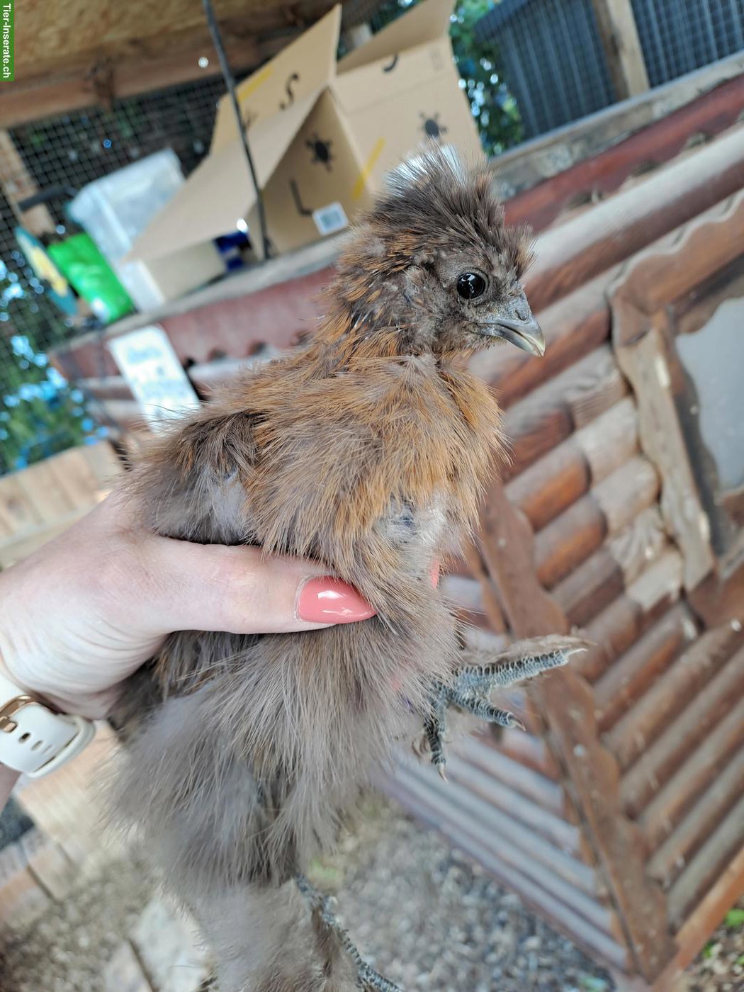 Bild 6: US Silkie Hennen, DNA getestet