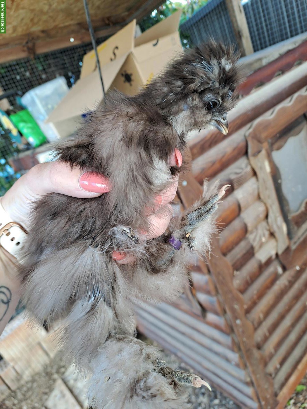 Bild 7: US Silkie Hennen, DNA getestet