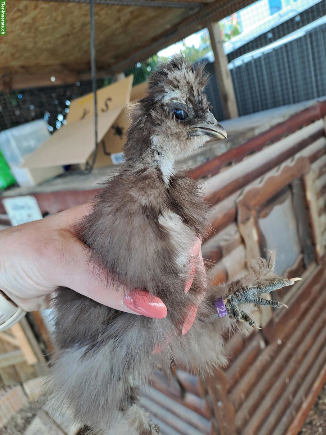 Bild 8: US Silkie Hennen, DNA getestet