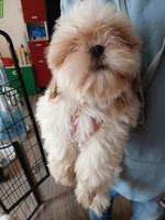 Shih Tzu Welpen Rüden in rot - schwarz, tricolor