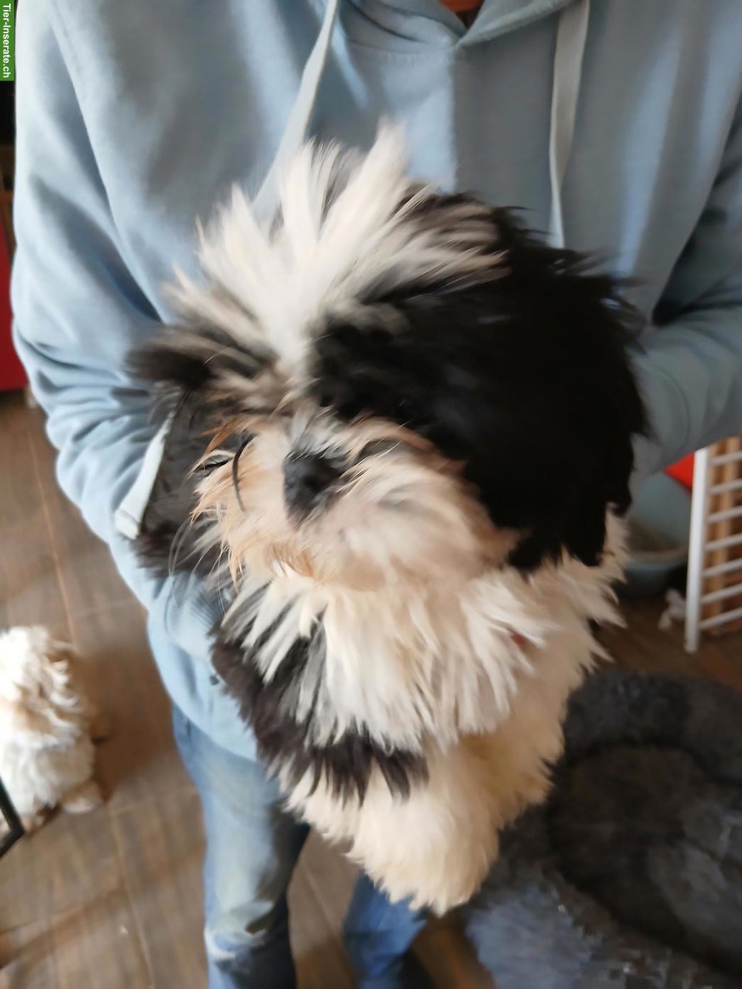 Bild 2: Shih Tzu Welpen Rüden in rot - schwarz, tricolor