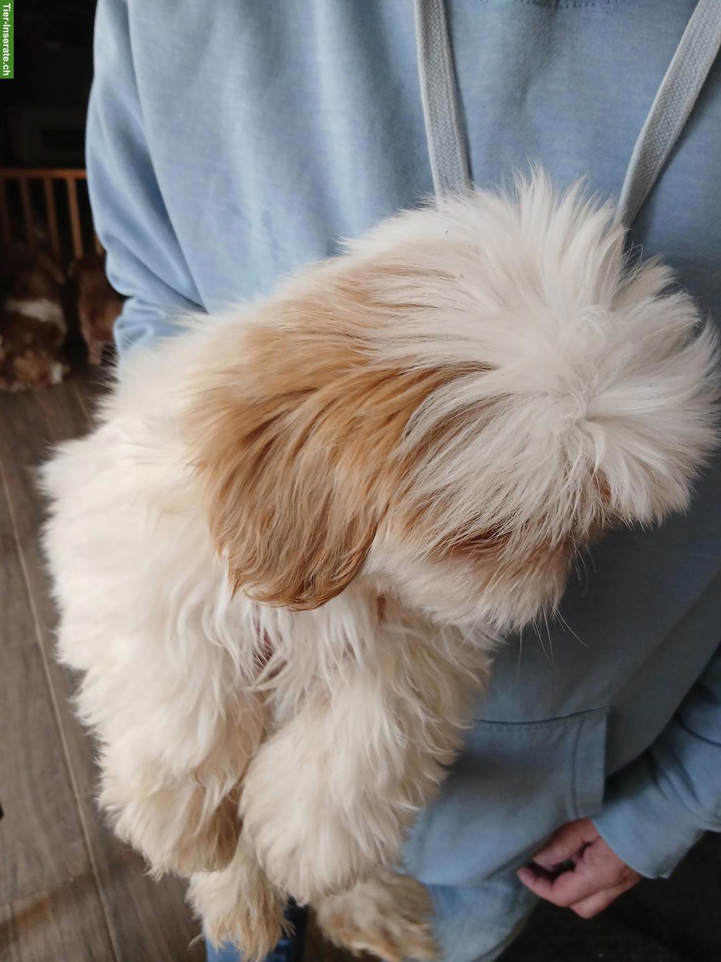 Bild 3: Shih Tzu Welpen Rüden in rot - schwarz, tricolor