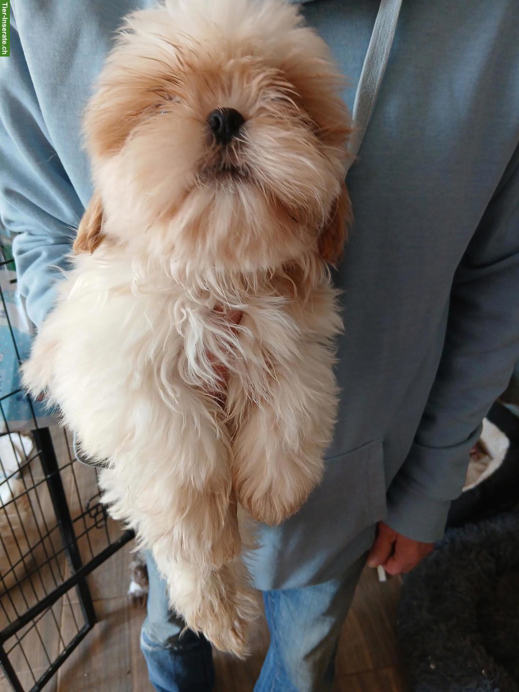 Bild 4: Shih Tzu Welpen Rüden in rot - schwarz, tricolor