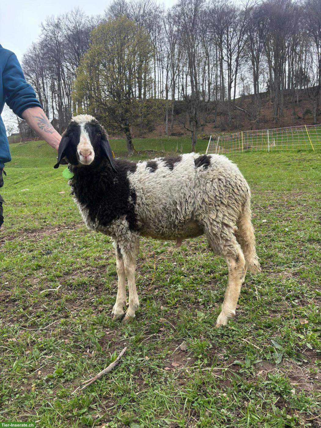 Saaser Mutte Schafbock Theo sucht ein neues Zuhause