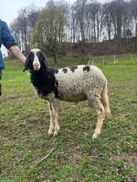 Saaser Mutte Schafbock Theo sucht ein neues Zuhause