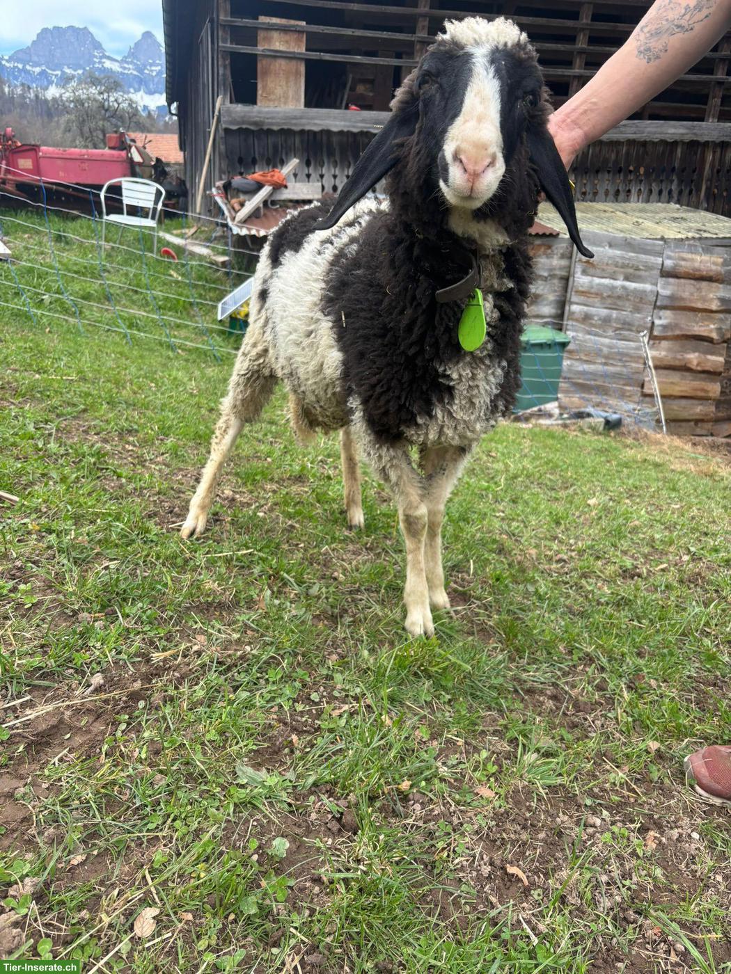 Bild 2: Saaser Mutte Schafbock Theo sucht ein neues Zuhause
