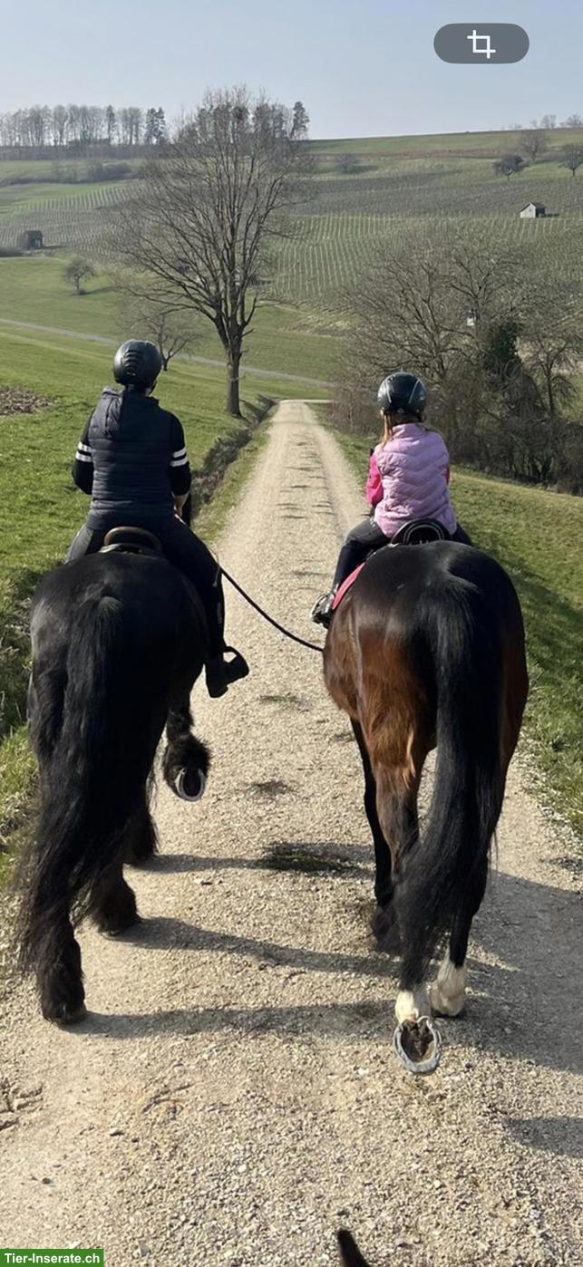 Reitbeteiligung für Ponys & Pferde in meinem kleinen Pferdestall