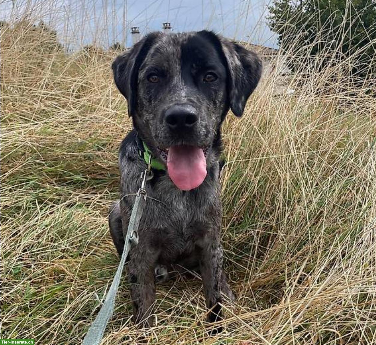 Labrador mix Rüde, 15 Monate alt sucht für immer zuhause
