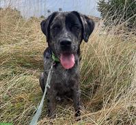 Labrador mix Rüde, 15 Monate alt sucht für immer zuhause