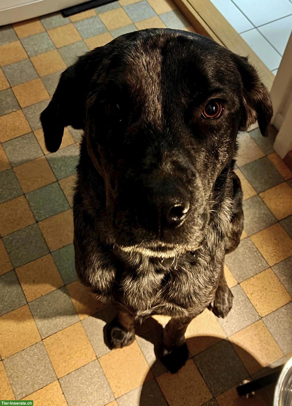 Bild 2: Labrador mix Rüde, 15 Monate alt sucht für immer zuhause