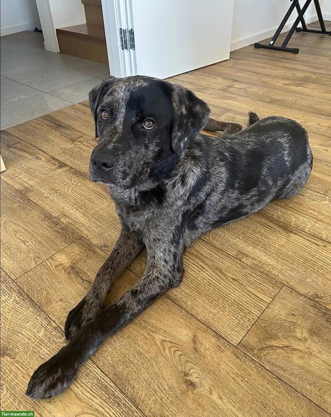 Bild 3: Labrador mix Rüde, 15 Monate alt sucht für immer zuhause