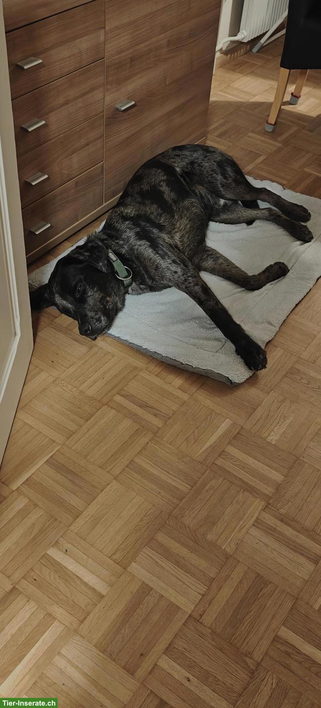 Bild 4: Labrador mix Rüde, 15 Monate alt sucht für immer zuhause