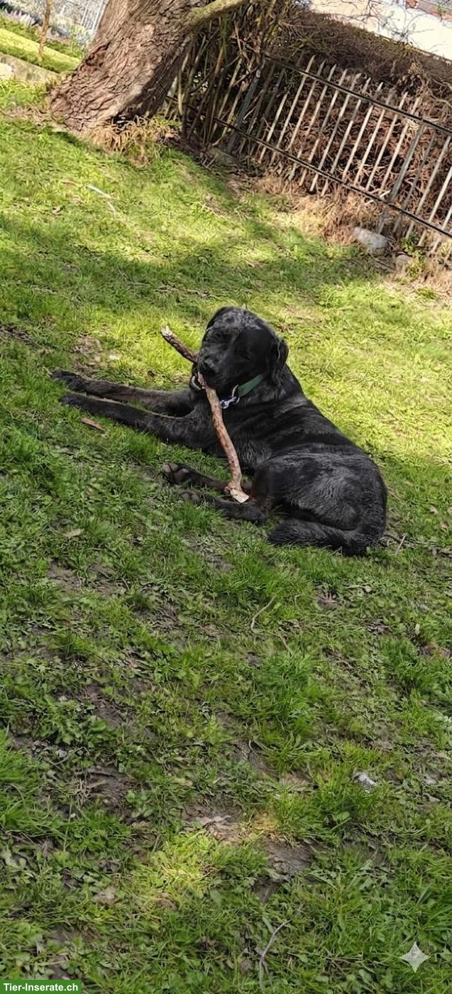 Bild 5: Labrador mix Rüde, 15 Monate alt sucht für immer zuhause