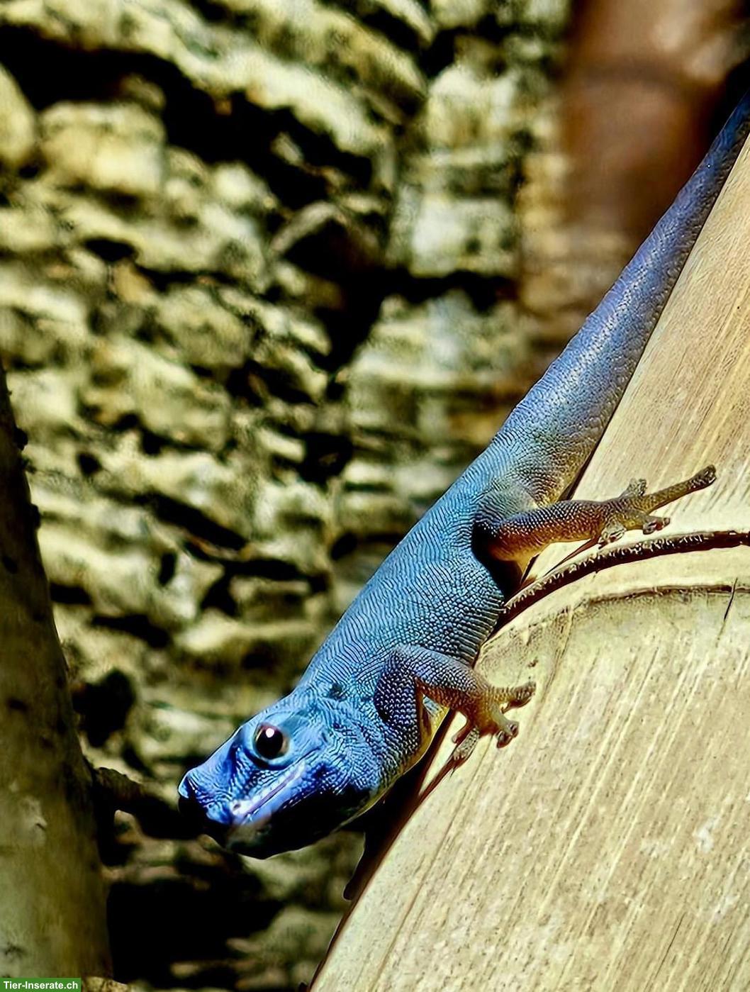 Lygodactylus williamsi zu verkaufen