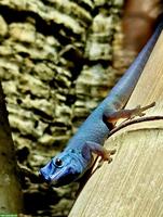 Lygodactylus williamsi zu verkaufen