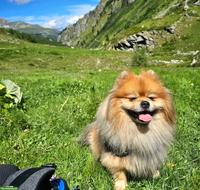 Zwergspitz Deckrüde, 5-jährig