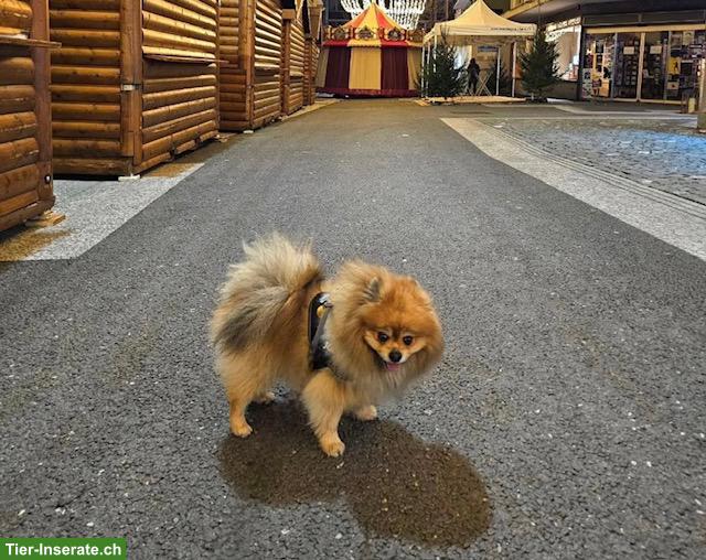 Bild 2: Zwergspitz Deckrüde, 5-jährig