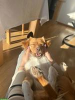 Bürojob gesucht bei Tierschutzorganisation, Tierheim, Tierladen etc.