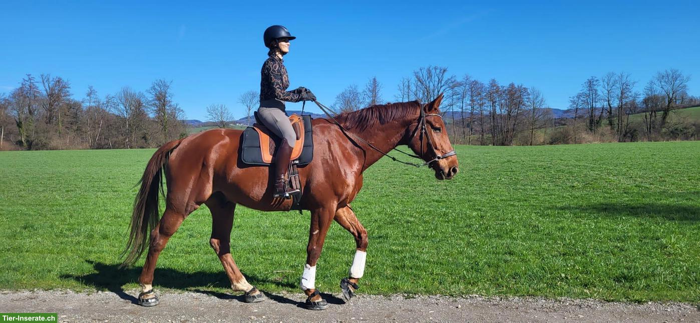 Bild 2: Reitbeteiligung für Grosses Warmblut Nähe Hagendorn ZG