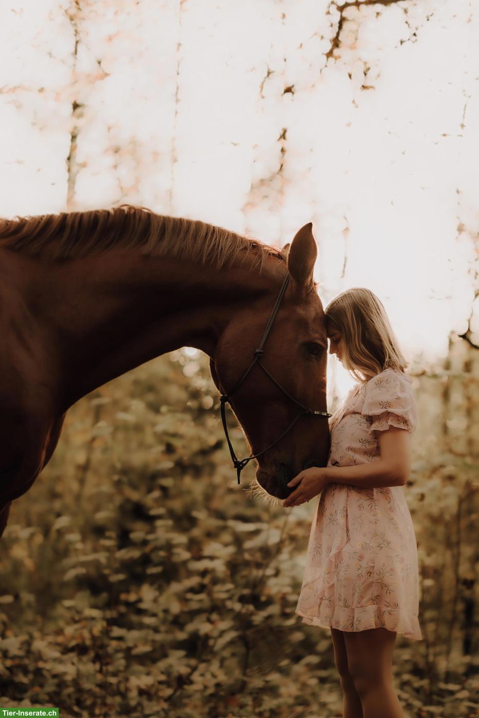 Bild 3: Reitbeteiligung für Grosses Warmblut Nähe Hagendorn ZG