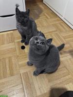 Junge Britisch Kurzhaar Kätzchen mit Mutterkatze zu verkaufen