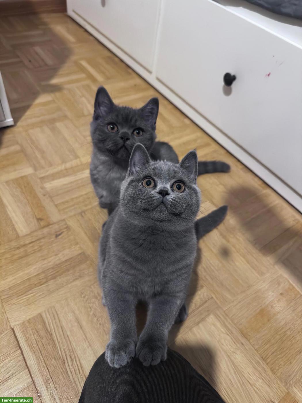 Bild 2: Junge Britisch Kurzhaar Kätzchen mit Mutterkatze zu verkaufen