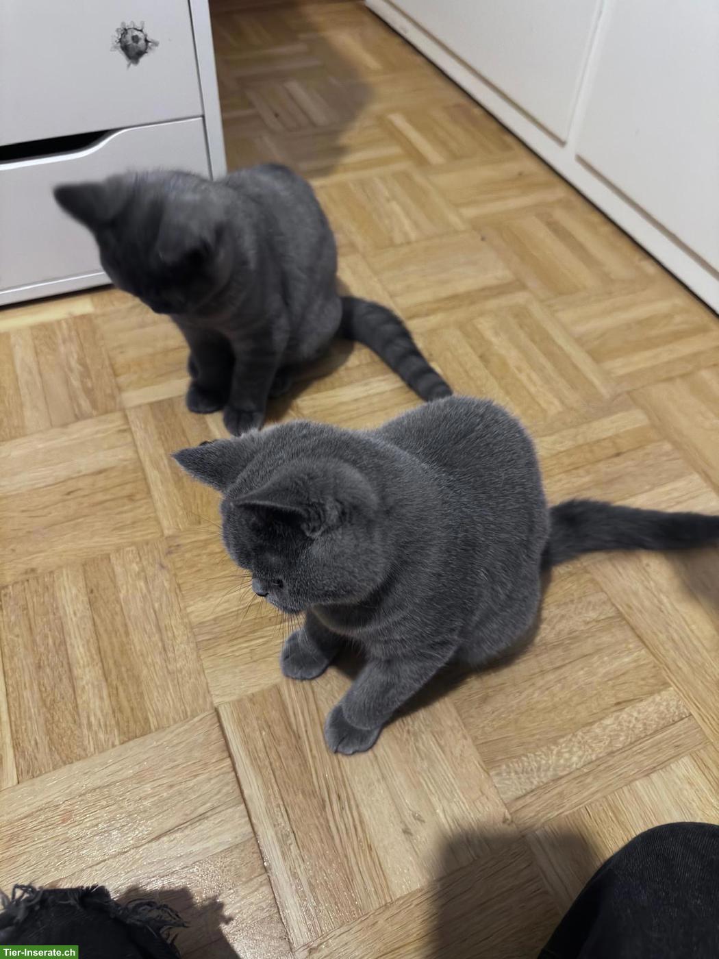 Bild 3: Junge Britisch Kurzhaar Kätzchen mit Mutterkatze zu verkaufen