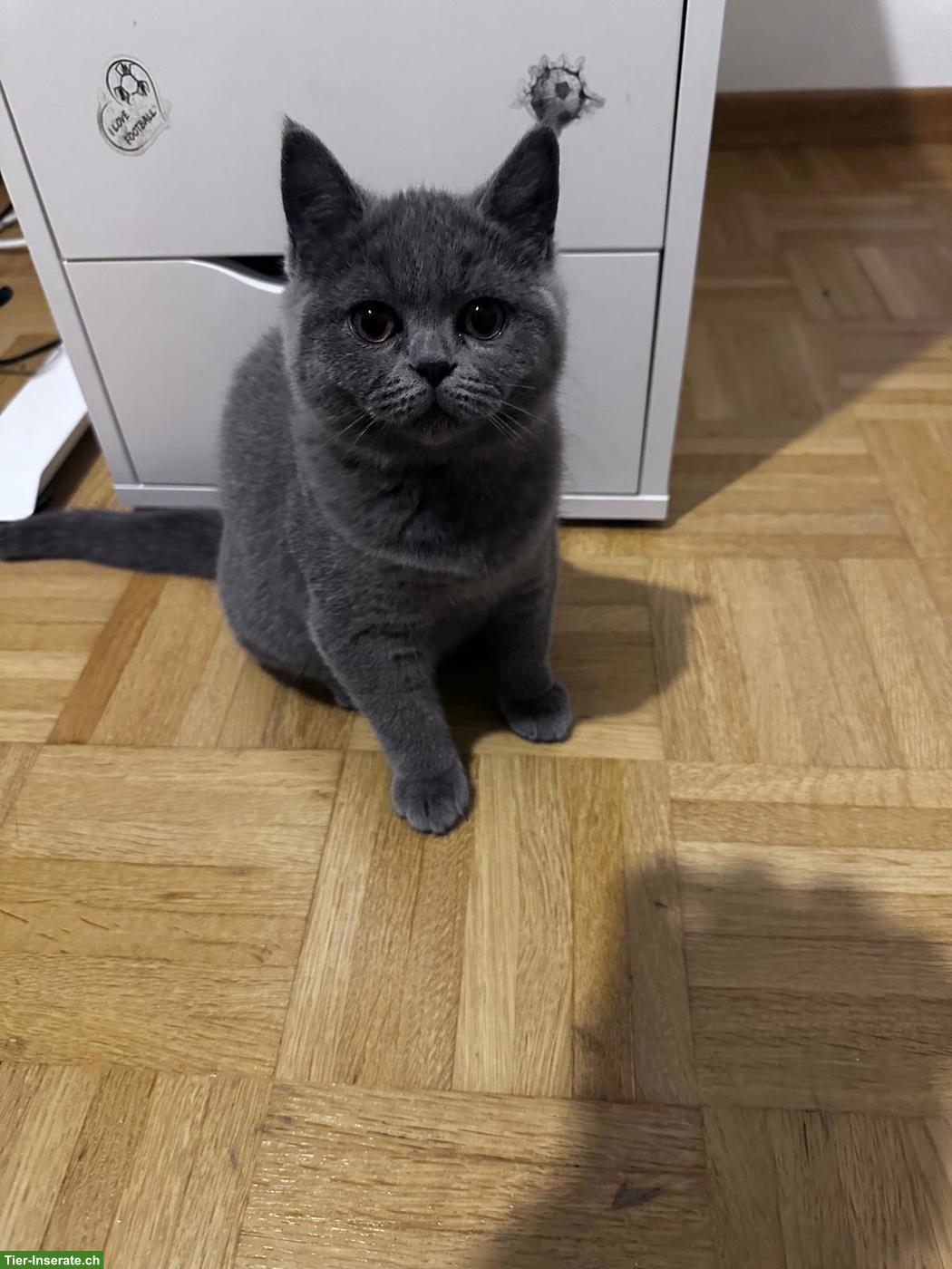 Bild 4: Junge Britisch Kurzhaar Kätzchen mit Mutterkatze zu verkaufen