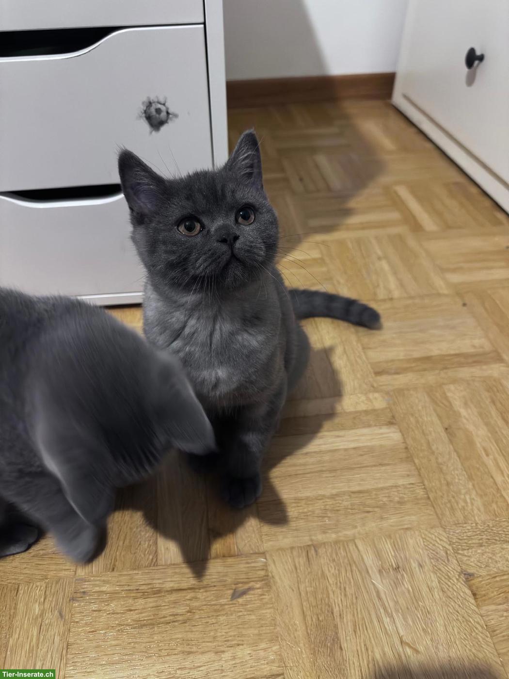 Bild 5: Junge Britisch Kurzhaar Kätzchen mit Mutterkatze zu verkaufen