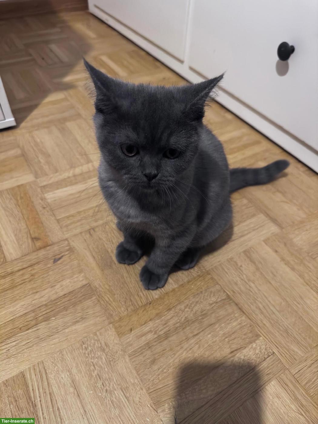 Bild 6: Junge Britisch Kurzhaar Kätzchen mit Mutterkatze zu verkaufen