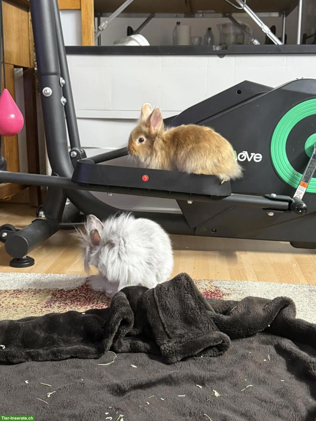 2 Zwergkaninchen mit Käfig und Zubehör